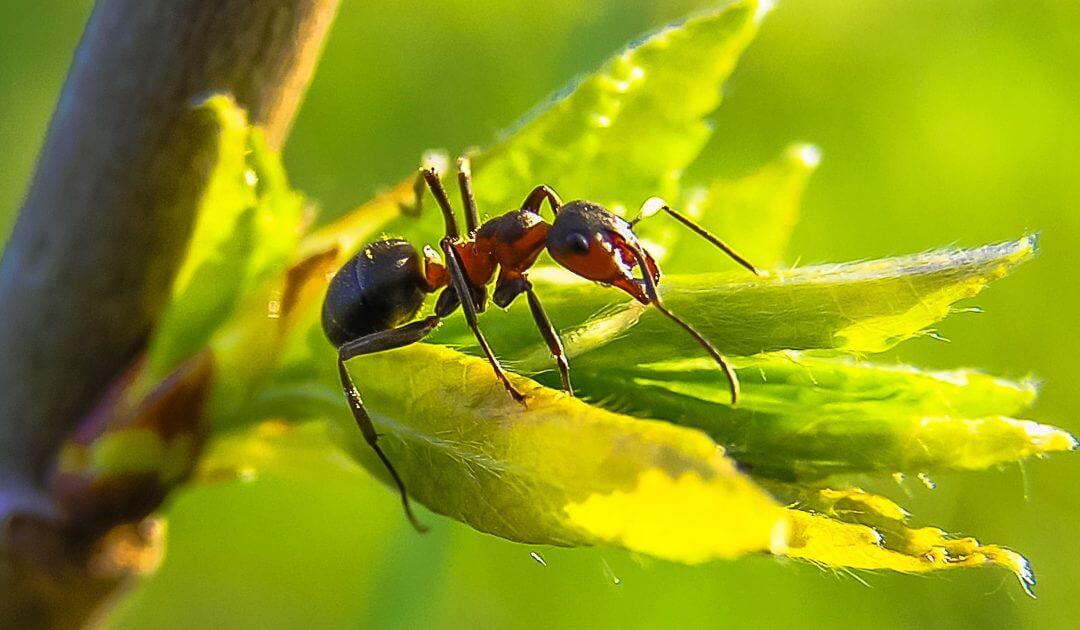 Ants Control Brisbane