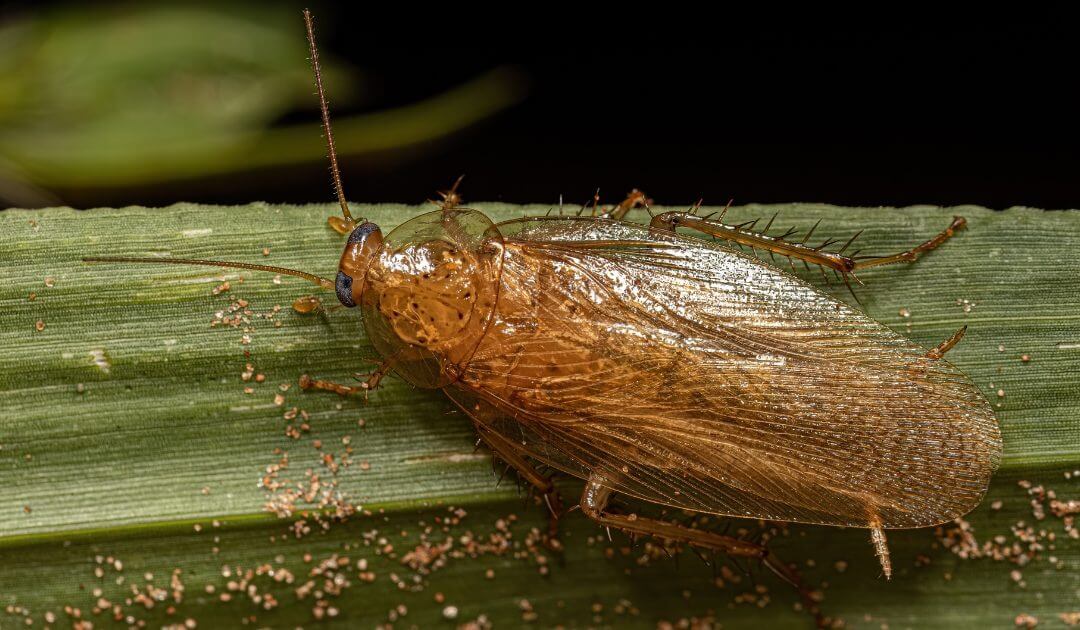 Cockroach Control Brisbane