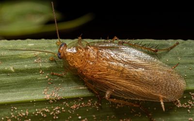 Some Effective Measures of Cockroach Control Brisbane