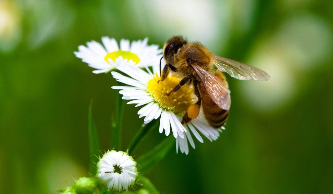 Bees Control Brisbane