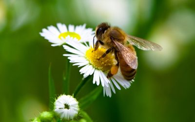 Some Surefire Tips for Bees Control Brisbane