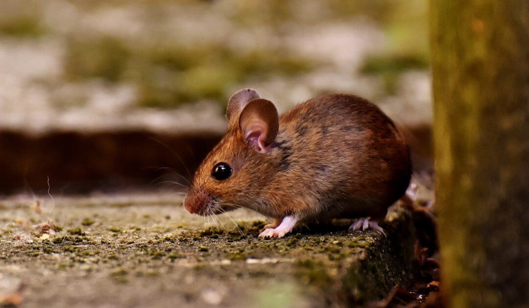 Some Effective Measures for Rats Control Brisbane