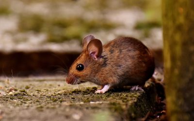 Some Effective Measures for Rats Control Brisbane