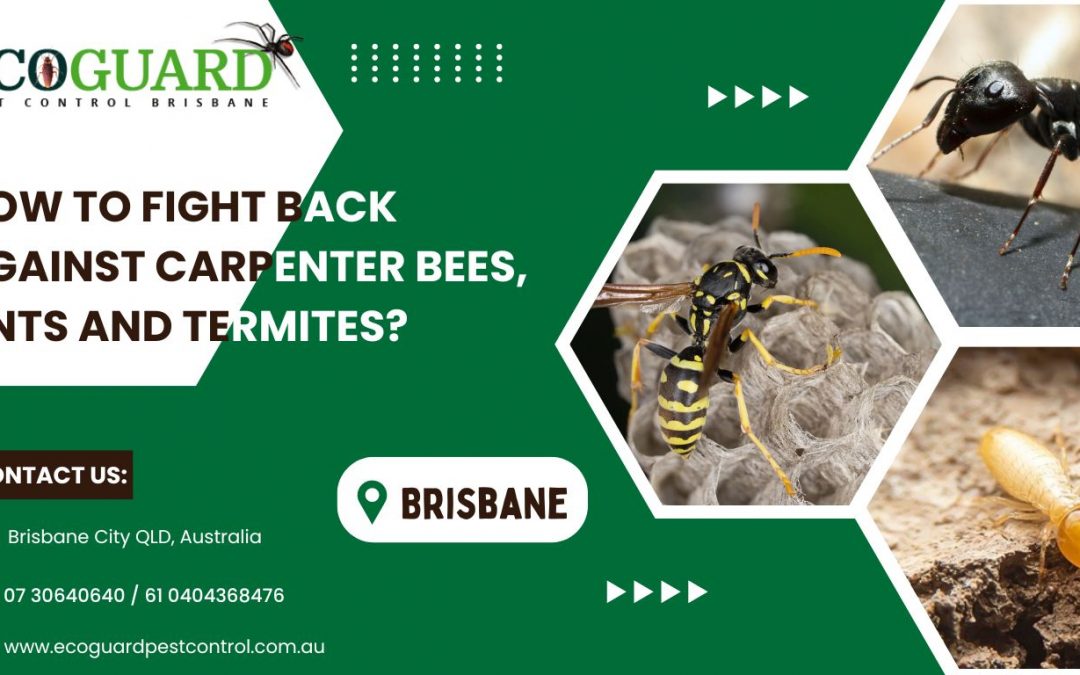office pest control in Brisbane