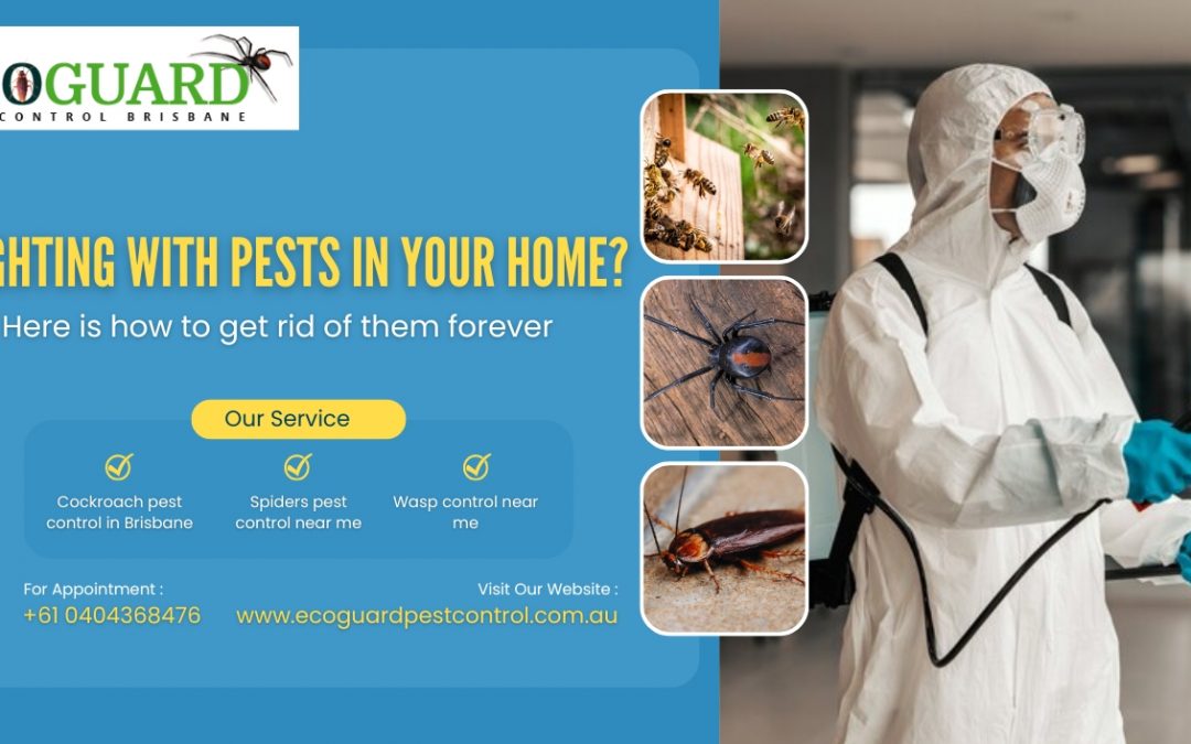 Fighting with pests in your home? Here is how to get rid of them forever 
