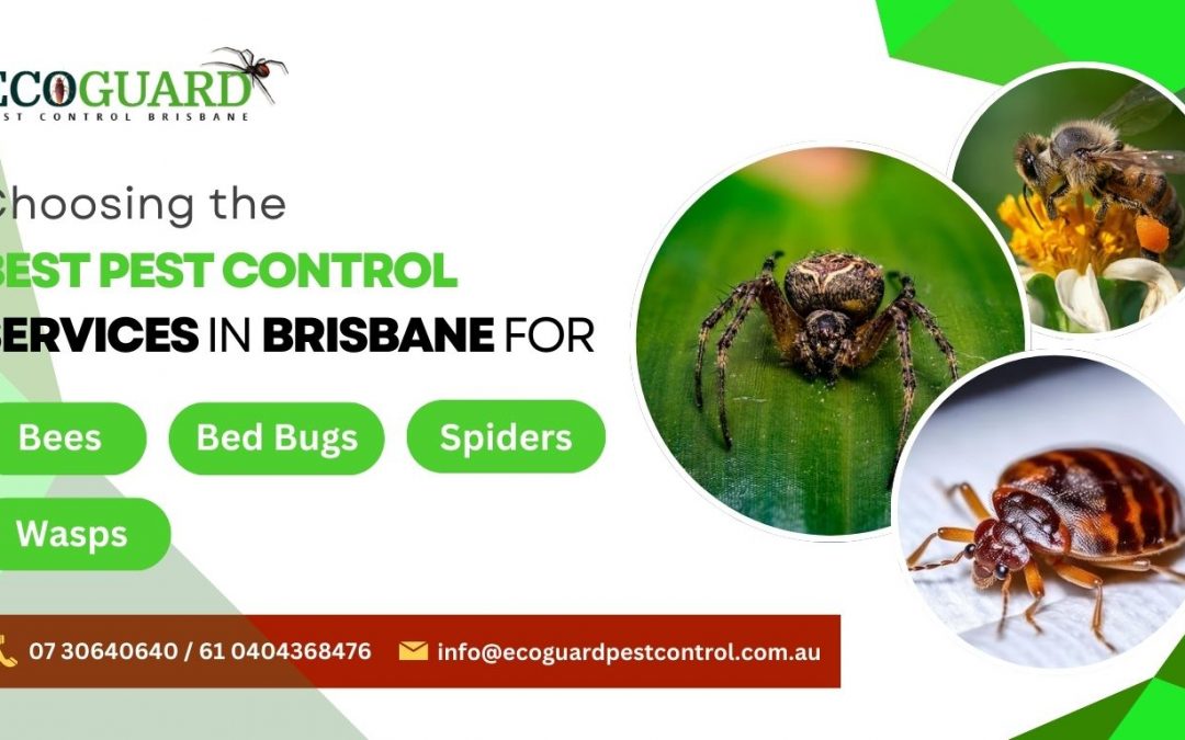 Choosing the Best Pest Control Services in Brisbane for Bees, Bed Bugs, Spiders, and Wasps