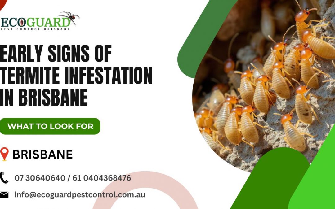 Early Signs of Termite Infestation in Brisbane: What to Look For