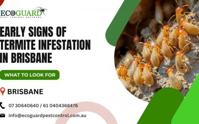 Early Signs of Termite Infestation in Brisbane: What to Look For