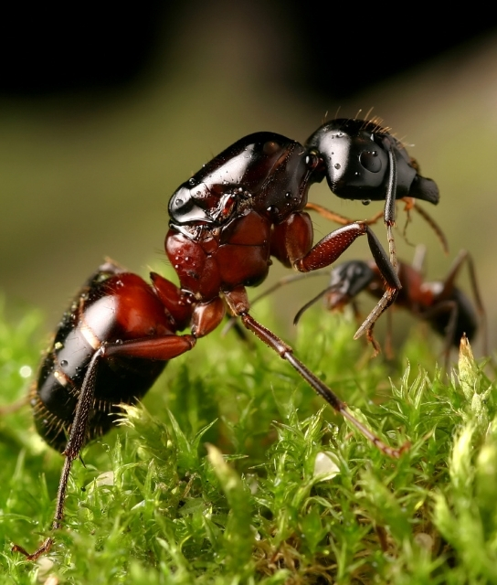 Ants Control Services In Brisbane