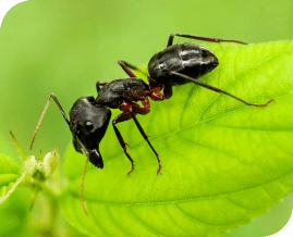 Ants Pest Control Brisbane