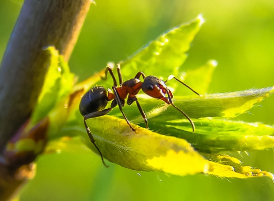 Ants Treatment Brisbane