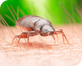 Bed Bugs Pest Control Brisbane