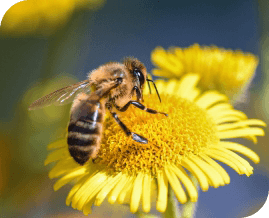 Bees Pest Control Brisbane