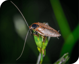 Cockroach Pest Control Brisbane