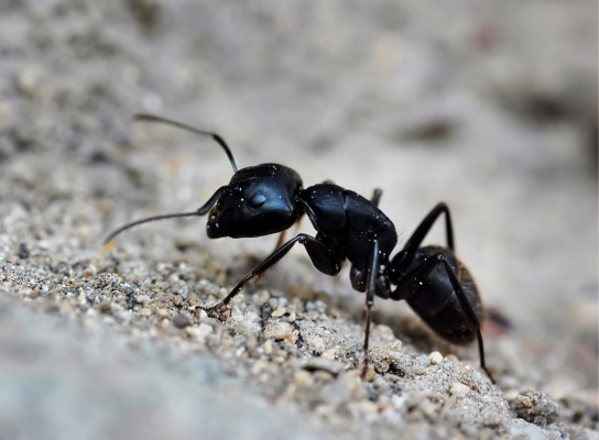 Damage Caused By Ant Infestation