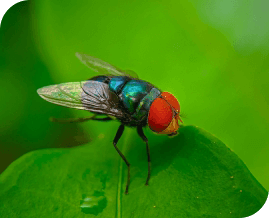 Flies Pest Control Brisbane