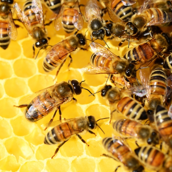 Health Issues Caused By Bees