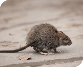 Rat Pest Control Brisbane