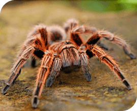 Spider Pest Control Brisbane