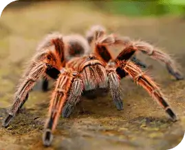 Spider Pest Control Brisbane