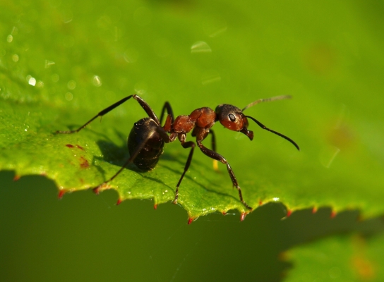 Spot The Signs Of Ants