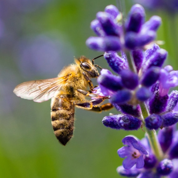 Spot The Signs Of Invasion Of Bees