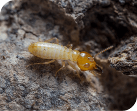 Termite Pest Control Brisbane