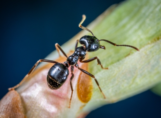 What Is The Cost Of Treating Ants?