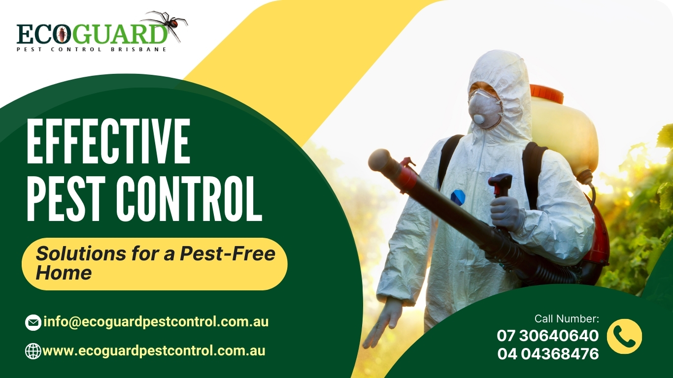 Effective Pest Control Solutions for a Pest-Free Home