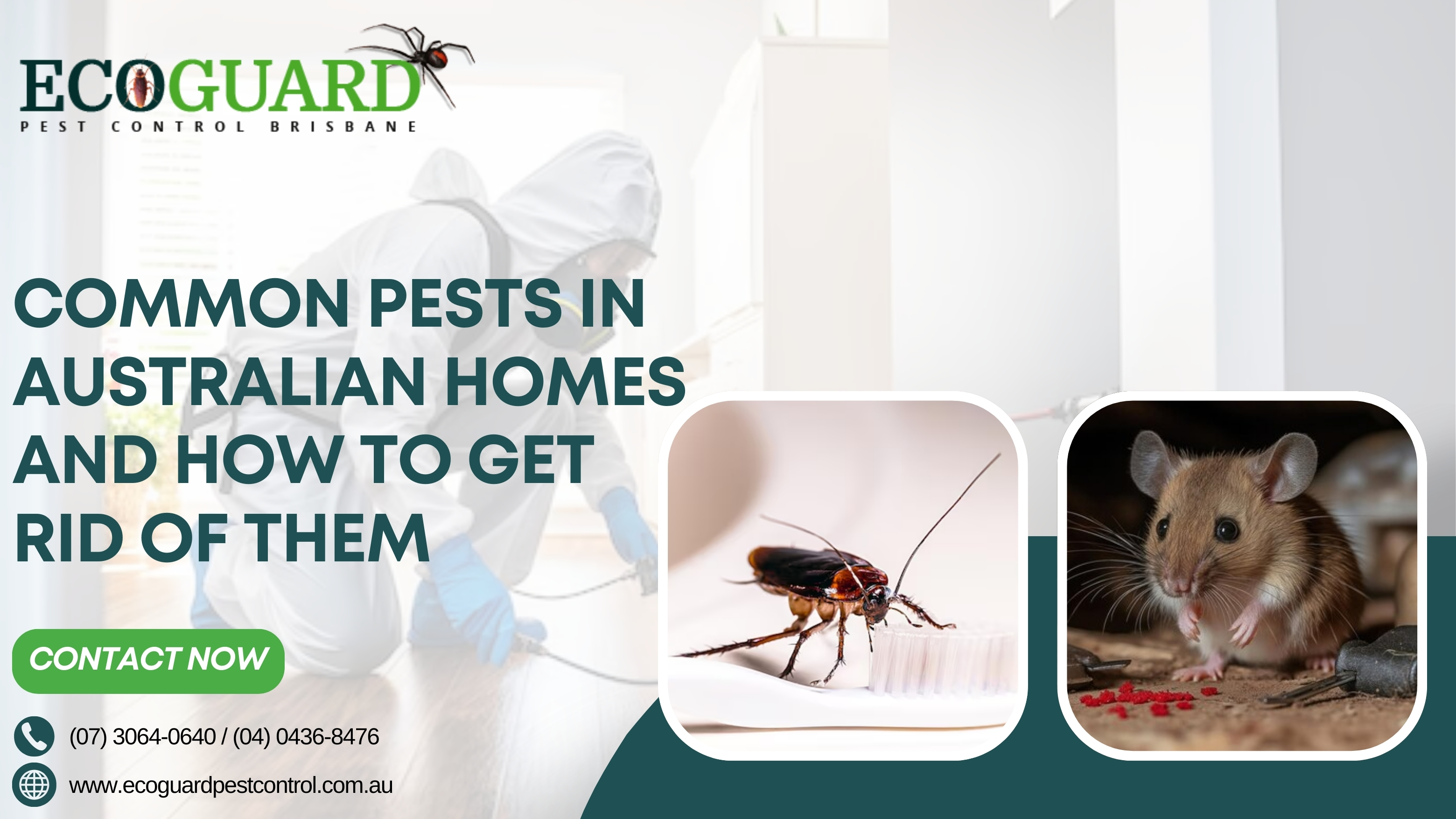 Common Pests in Australian Homes and How to Get Rid of Them