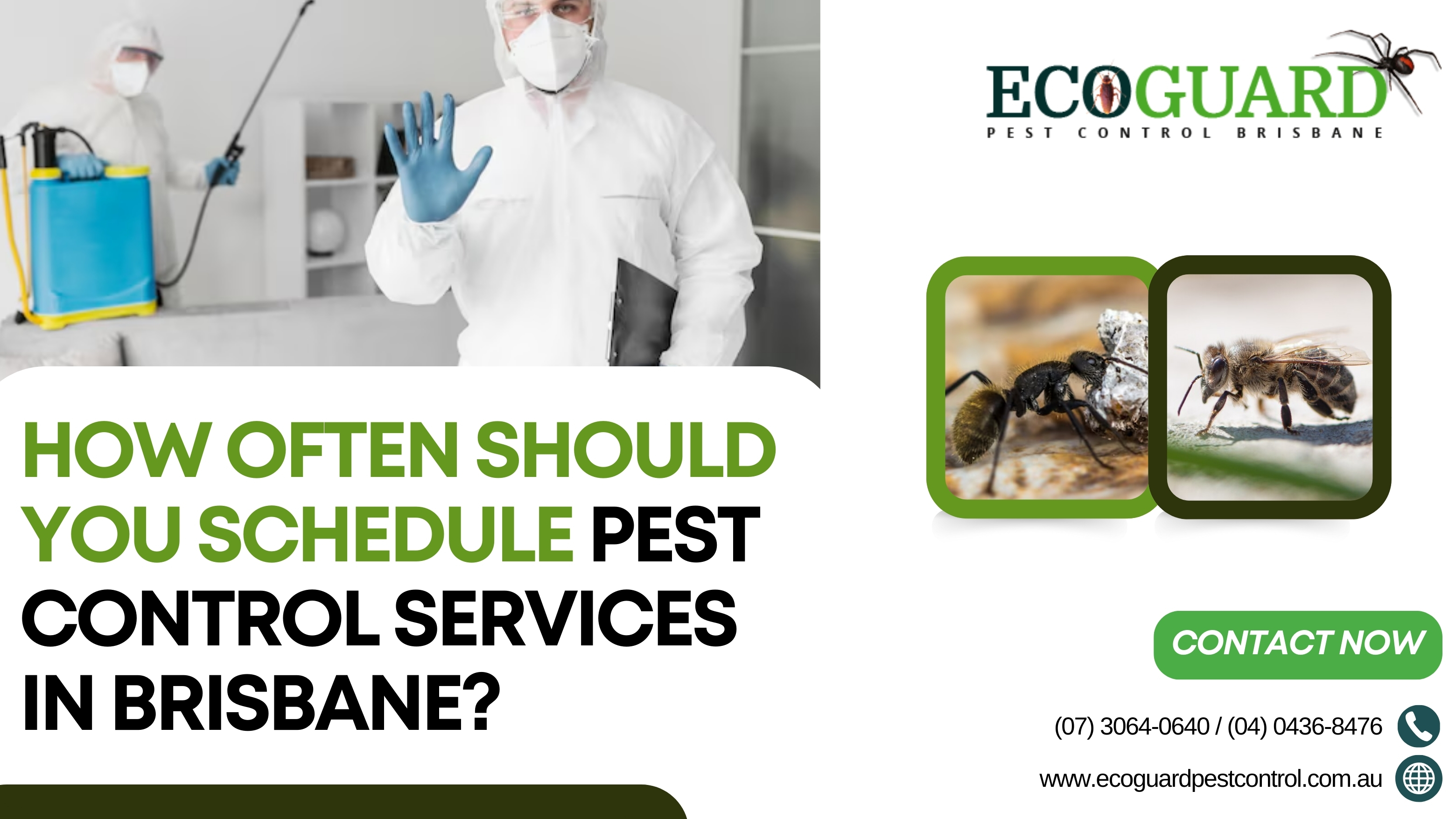 How Often Should You Schedule Pest Control Services in Brisbane?